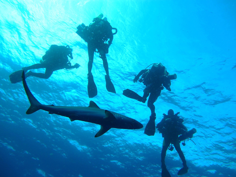 Illustration for article titled Diving in Shark-Infested Waters -- for Science!